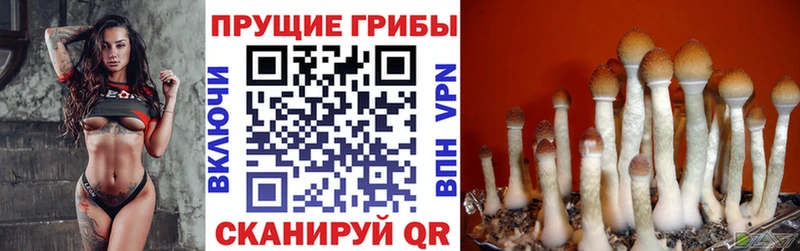 даркнет наркотические препараты  Выборг  Галлюциногенные грибы Magic Shrooms 